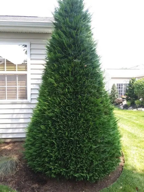 Professional Landscaper Professional Landscaper